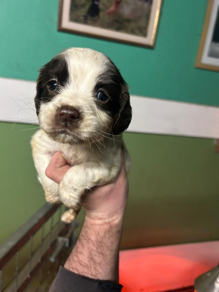 1 Female Springer Spaniel Remaining 