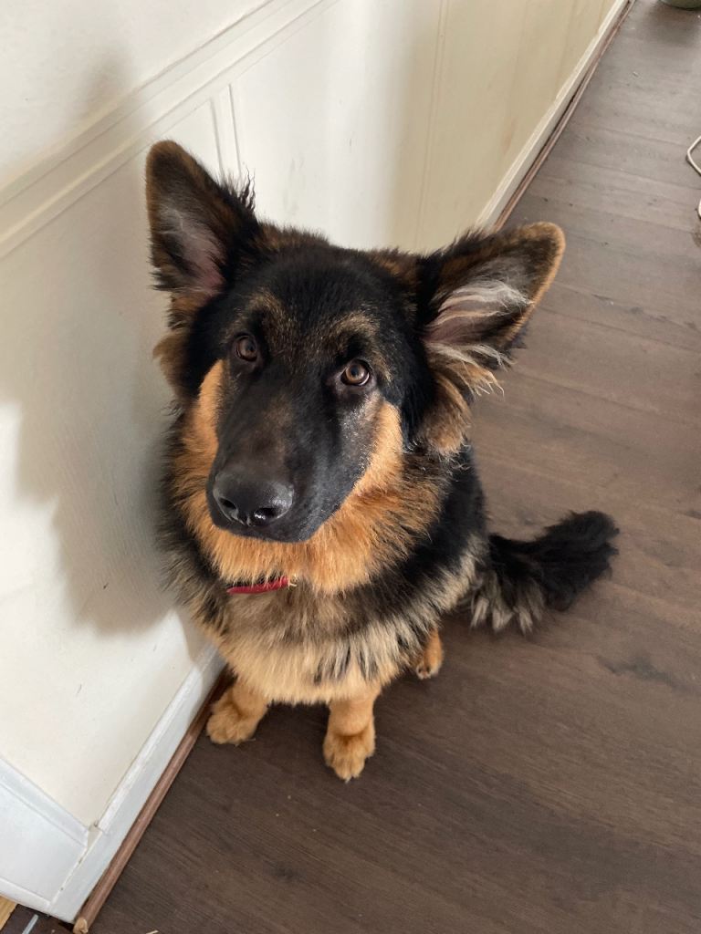 German shepherd 