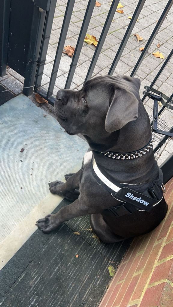 Cane corso (Italian mastiff)