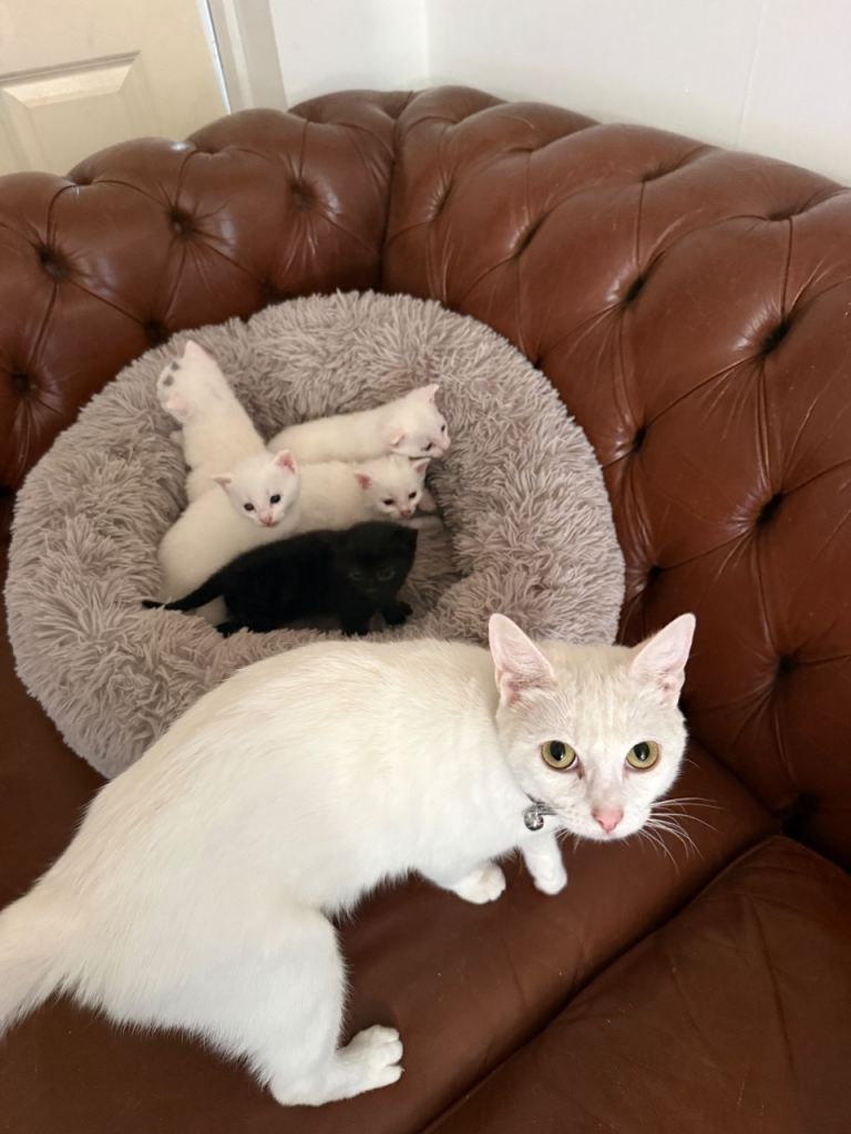 5 Kittens for sale