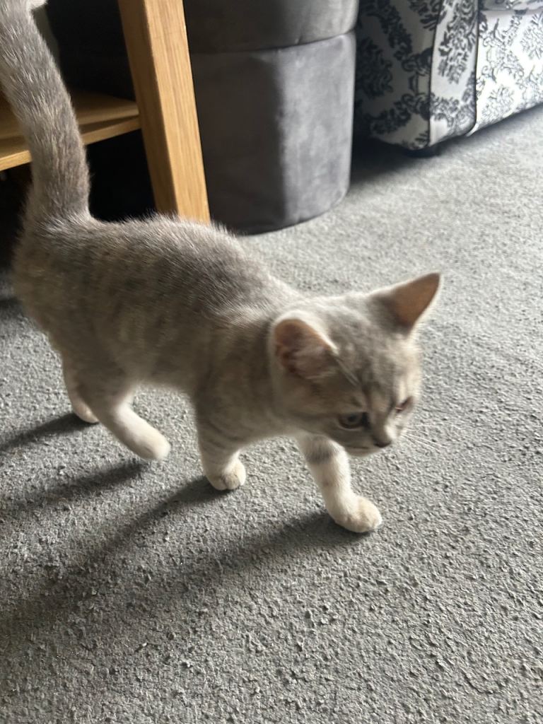Mix British shorthair kitten