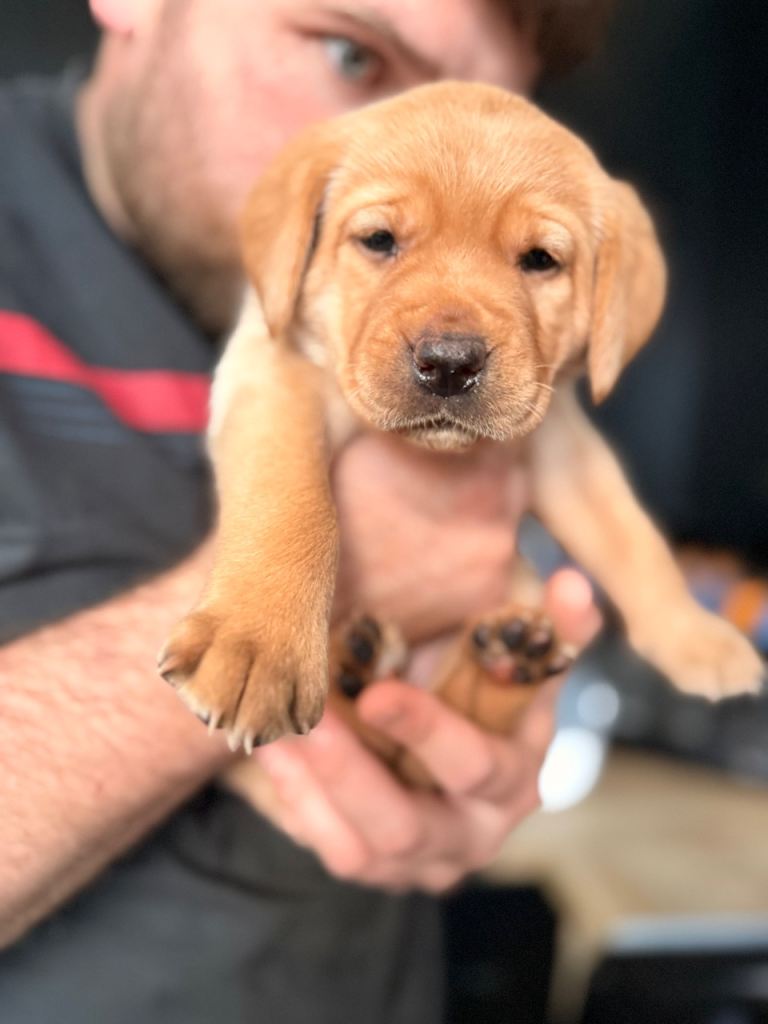 Chunky Golden and Red Labs 