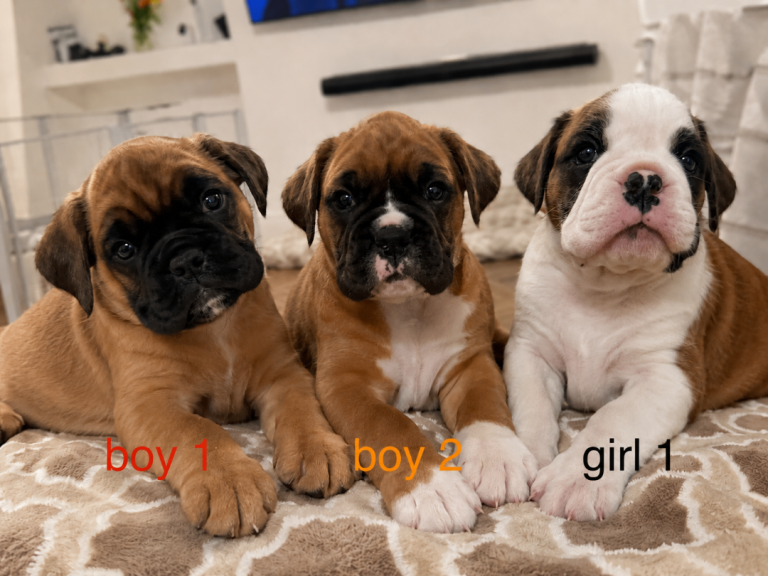Beautiful boxer puppies 