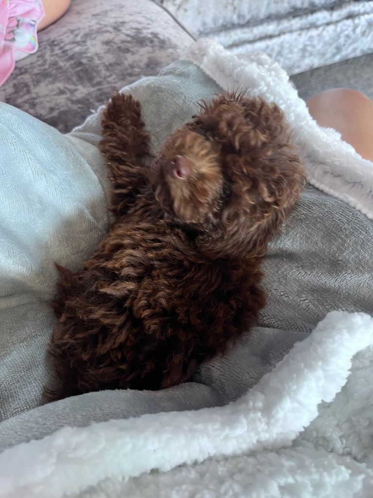 Chocolate toy poodle 