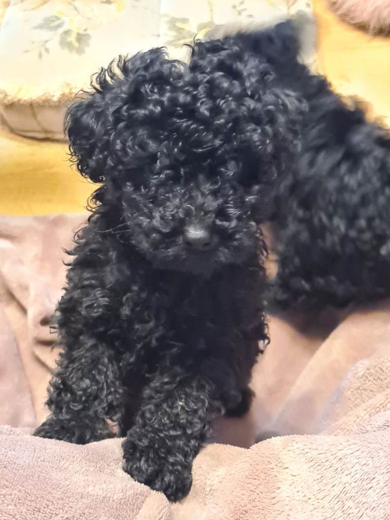 Toy poodle puppies 