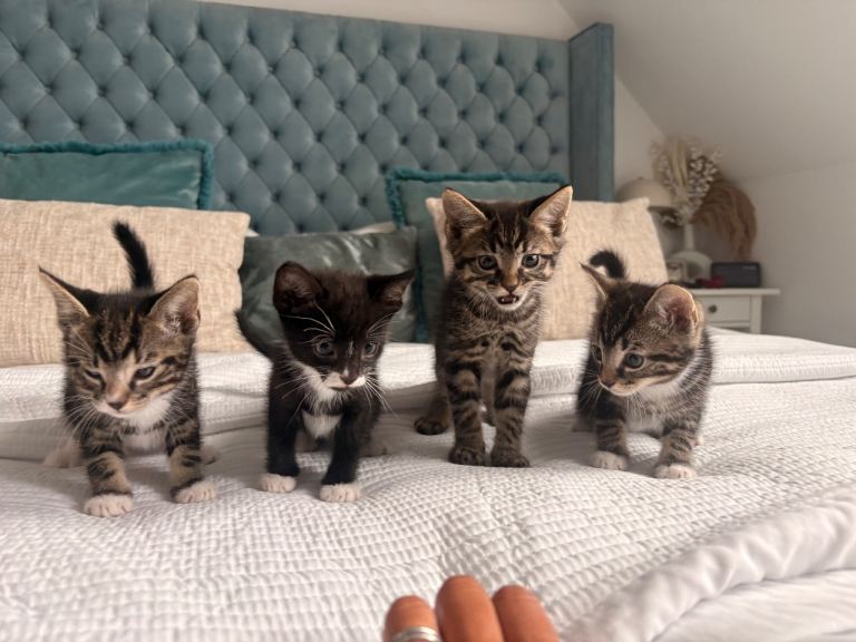 Kittens for sale 