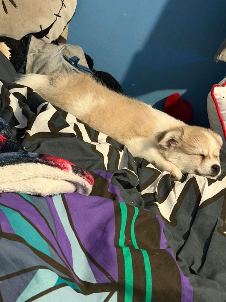 Male Pomchi Milo 14 weeks old