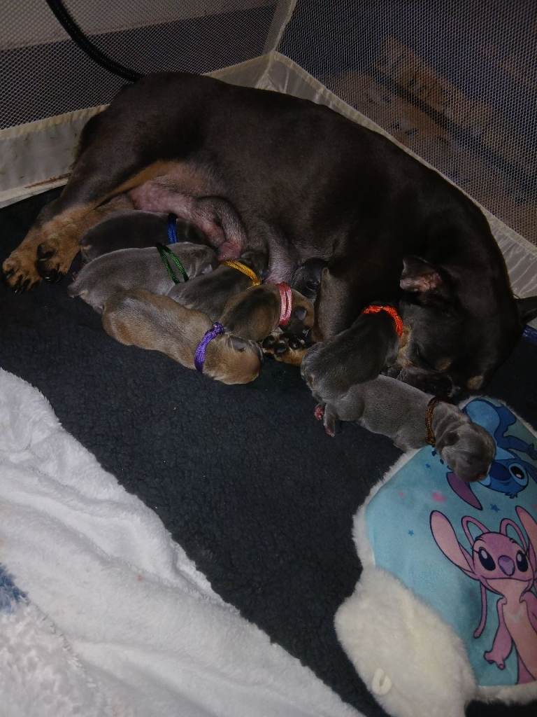 French bulldog puppies payment plan available