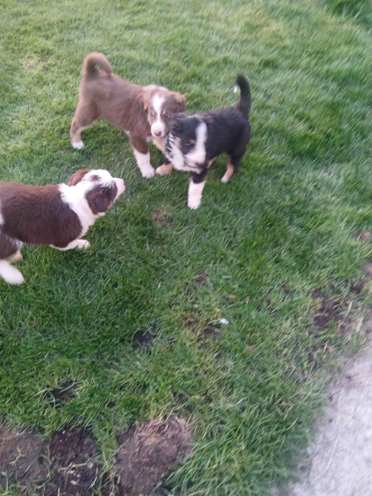 Bearded collie x puppies 