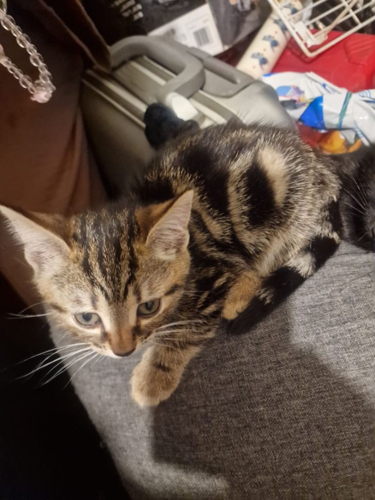 Kittens for sale 