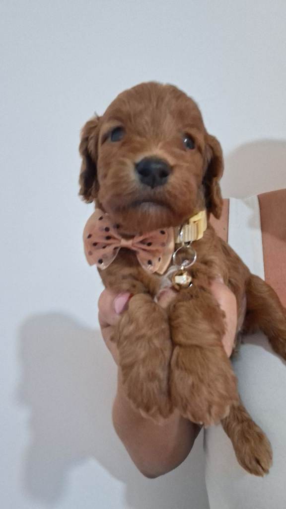 READY NOW MALE COCKAPOO 