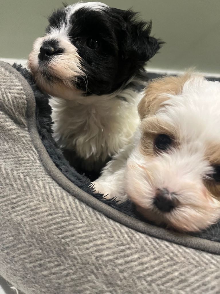 Cavapoochon pups