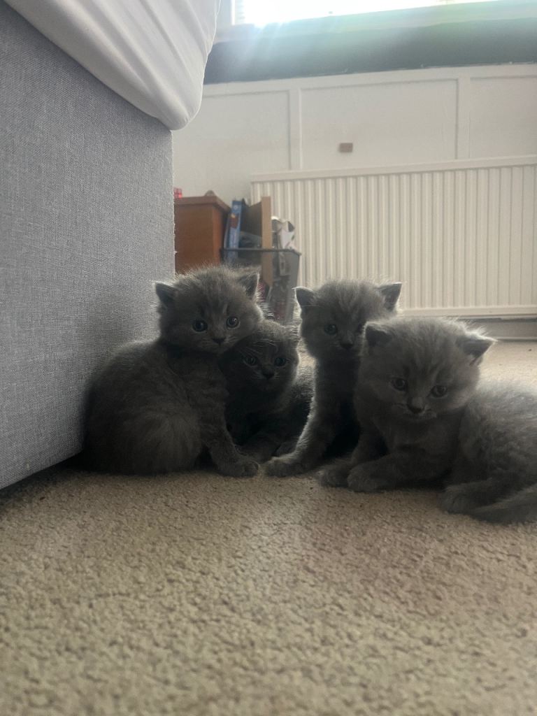 Stunning Blue British Shorthair Kittens (5)