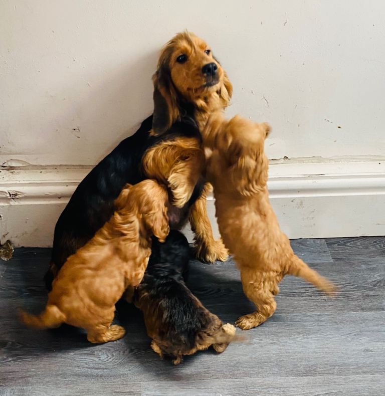 F1 cockapoo puppies ready to leave. 