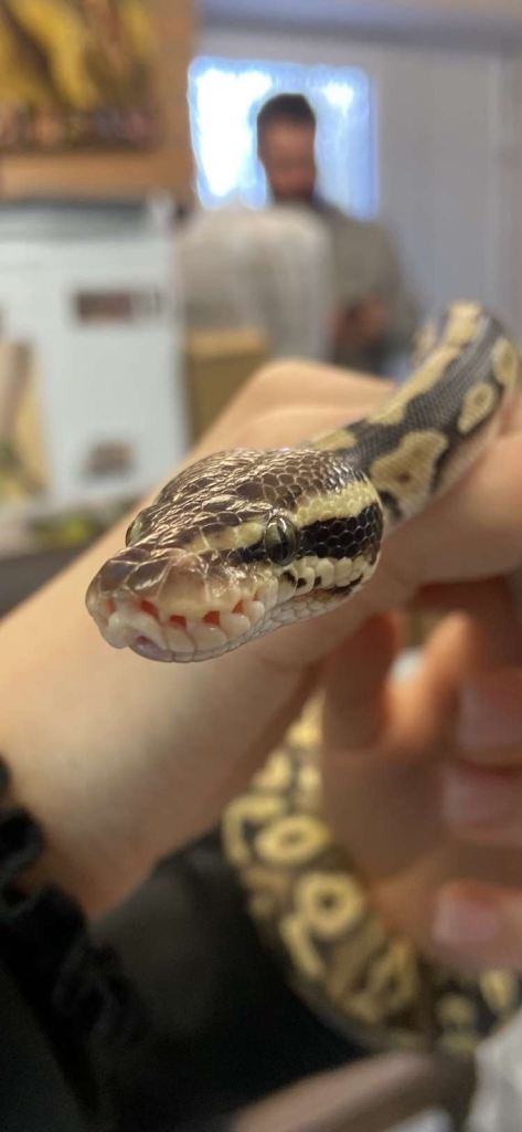 Pastel ball python 