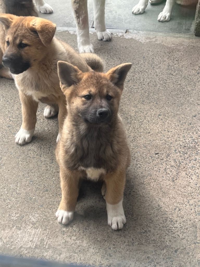 Akita 
