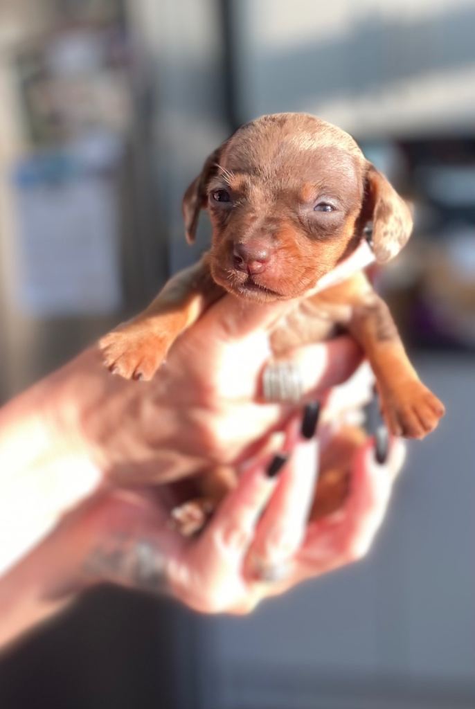 Tweener Dachshund Puppies For sale 