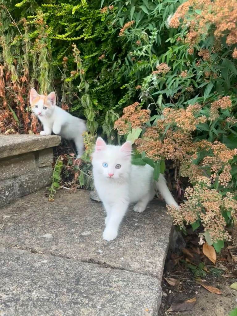 9 week old  turkish angora kittens for sale