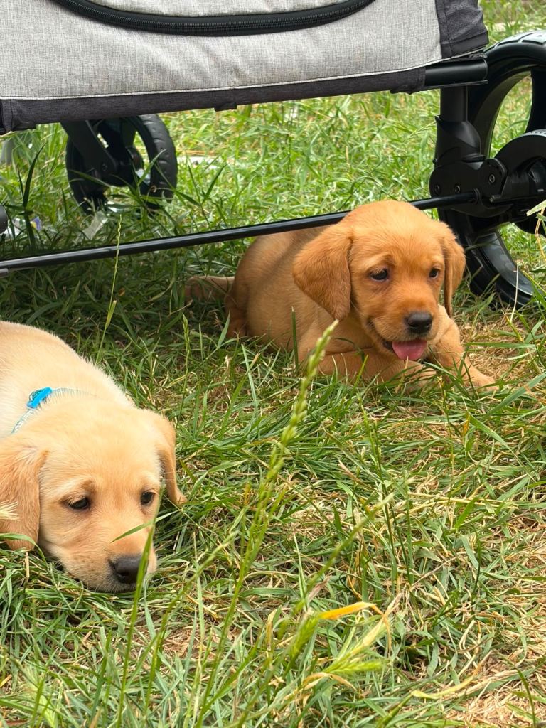 Kc registered Labradors yellow/red 