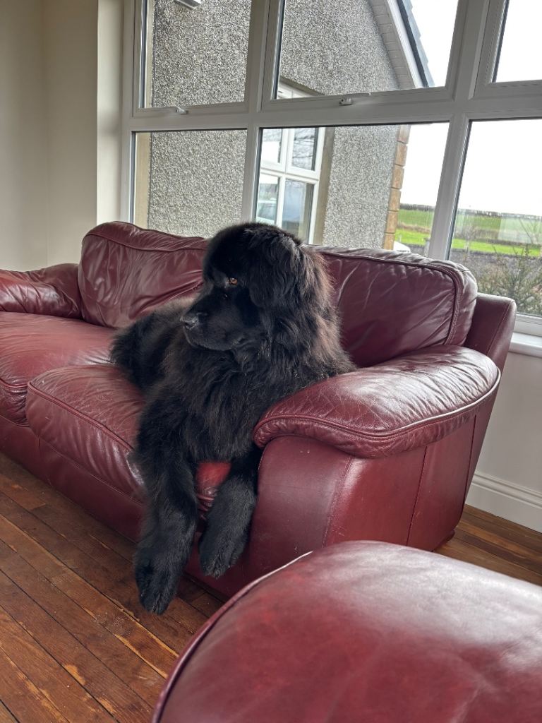 Newfoundland pups Champion Line