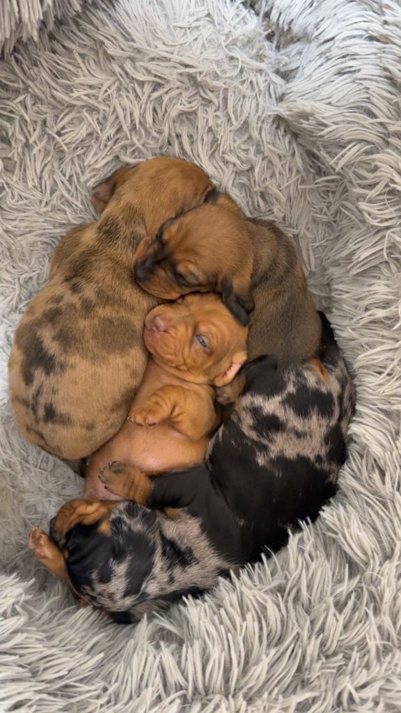 Miniature dachshund puppies for sale 