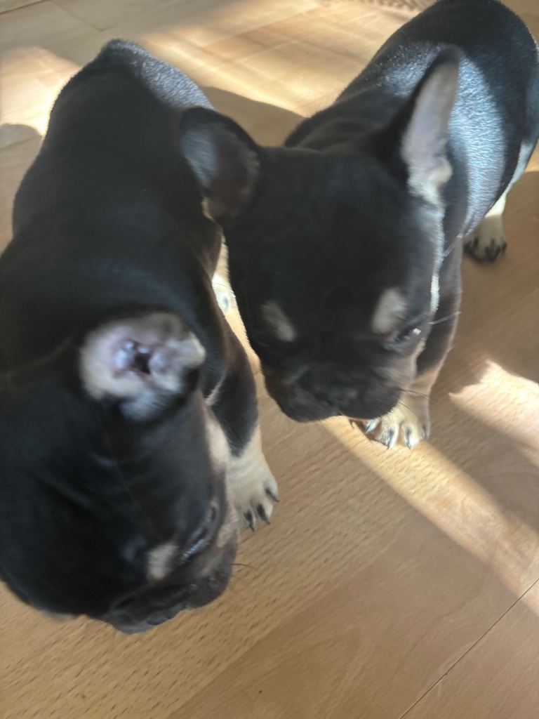 Frenchies for sale 