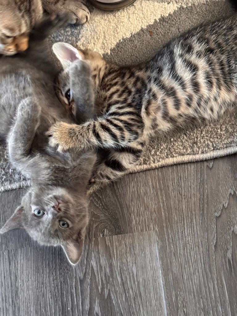  2 Gorgeous  female Bengal cross kittens