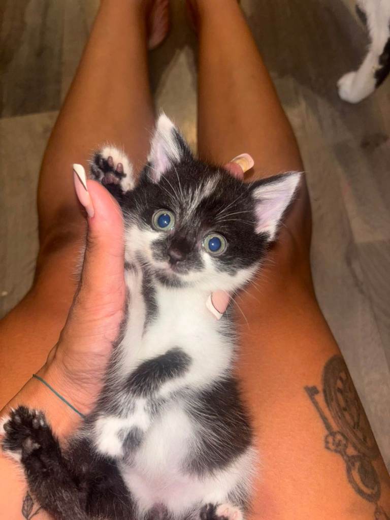 Long hair kittens 