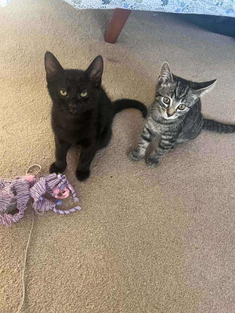 Adorable kittens looking for a forever home❤🐱 please raed description 😊