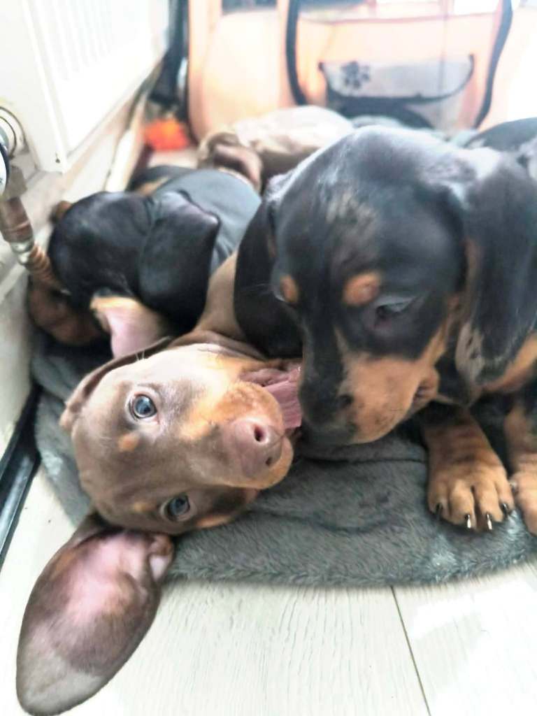 Dachshund Puppies for sale 