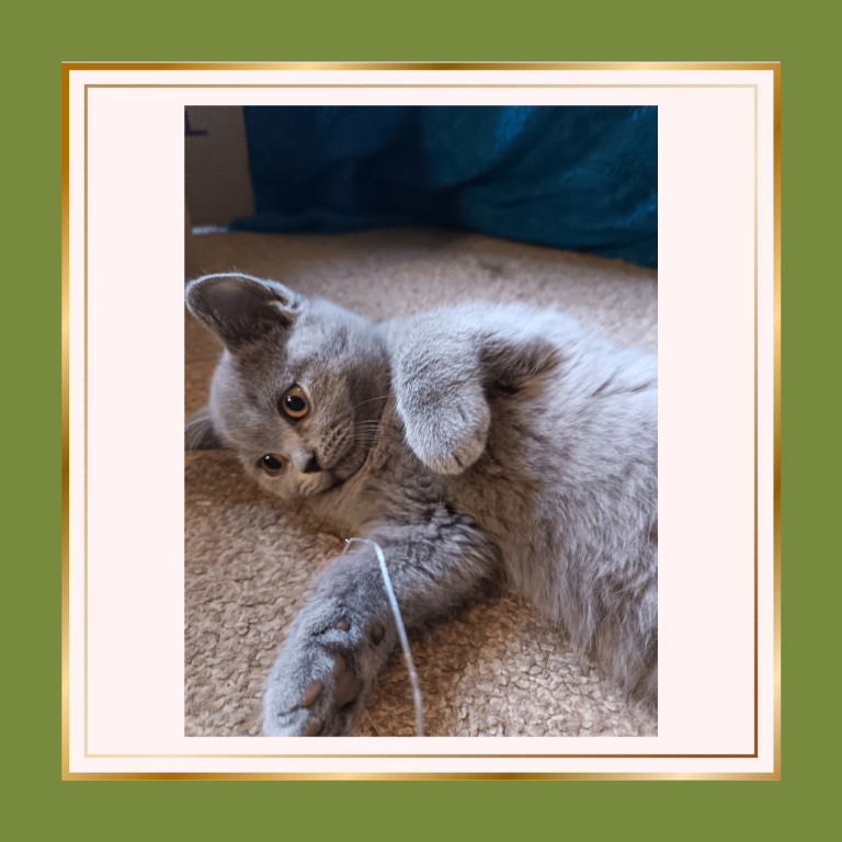   British Shorthair Kittens –Available now