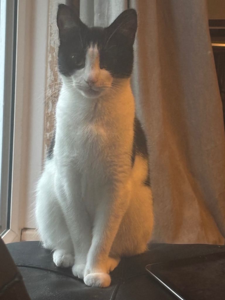 Two female house cats 4 years old