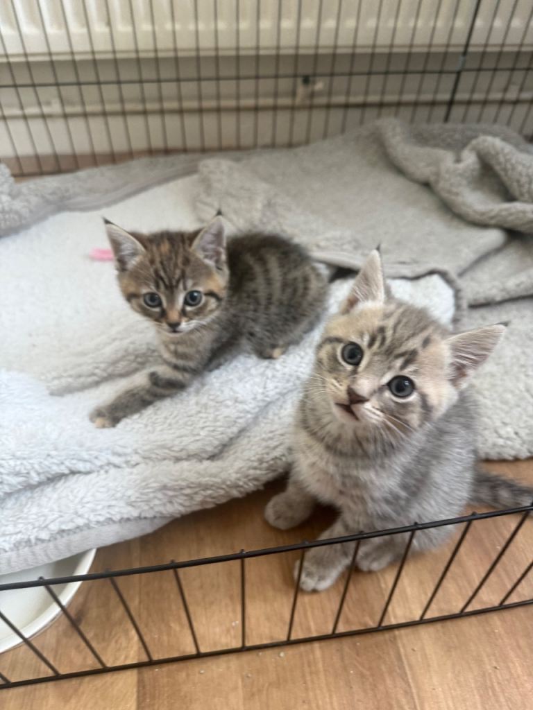 2 kittens for sale 🩵🩷