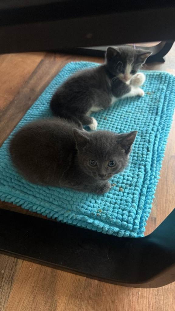 Mixed breed kittens 