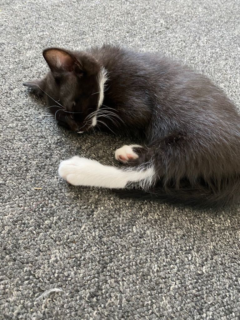 Kitten for sale 