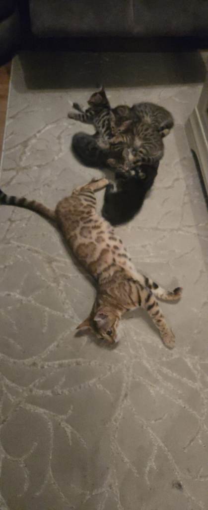 Bengal cross kittens