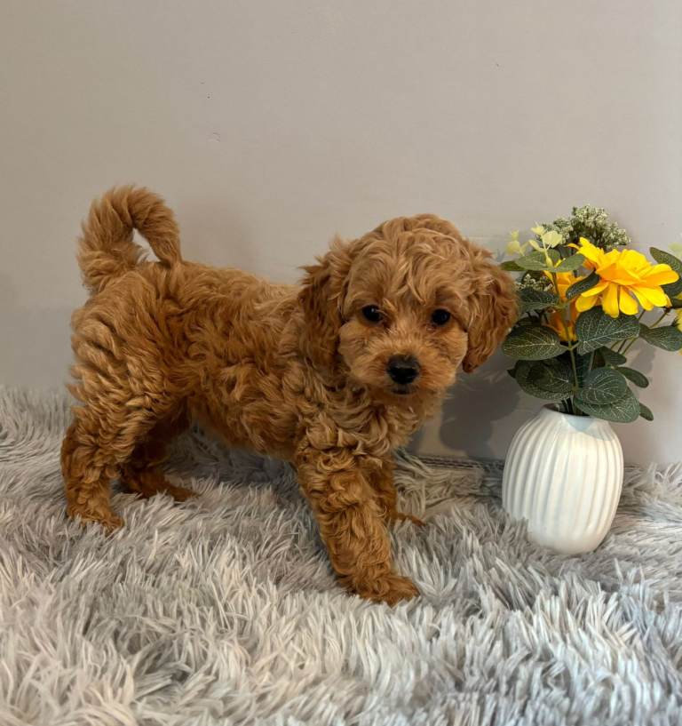 Toy Cockapoo Puppy Ready Now