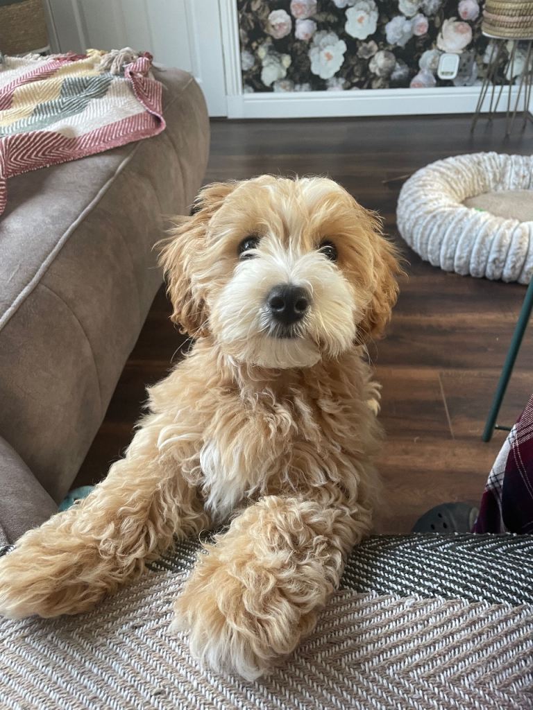 Adorable 13-Week-Old Maltipoo Puppy Looking for His Forever Home 🐾❤️