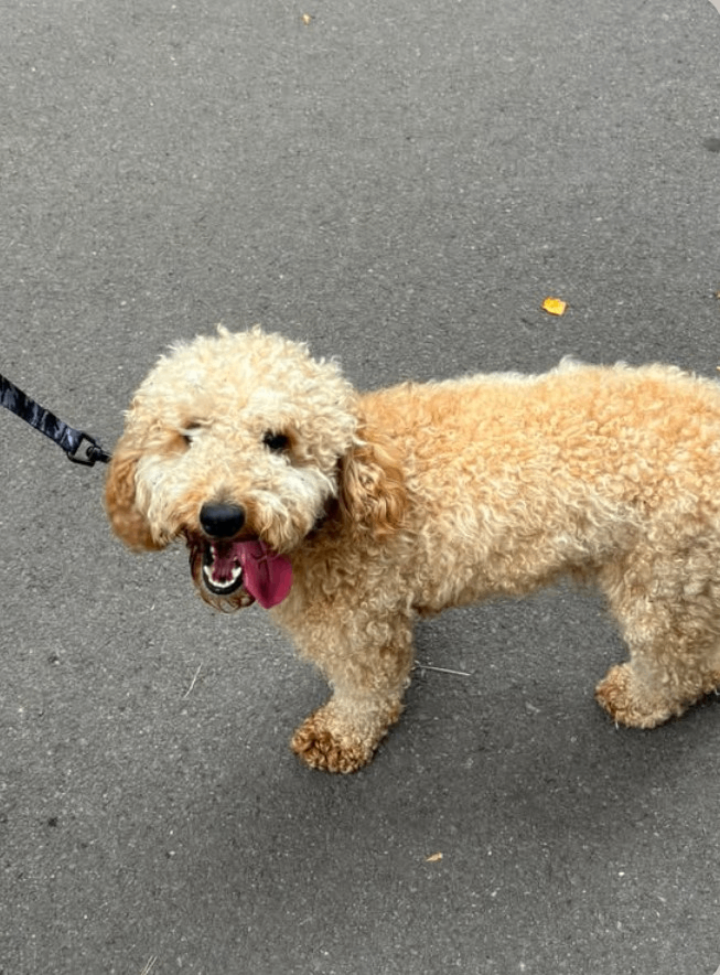 Cockapoo