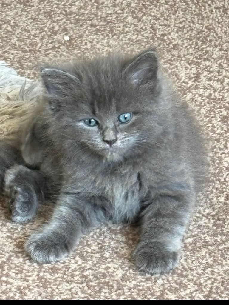 Ragcoon girl kitten 