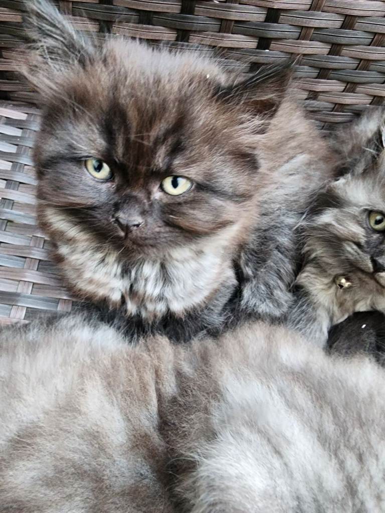 2 beautiful male kittens