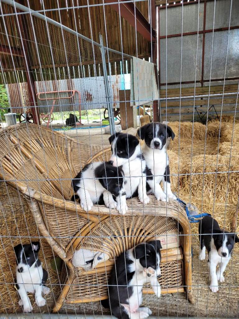 Gorgeous and friendly border collie pups