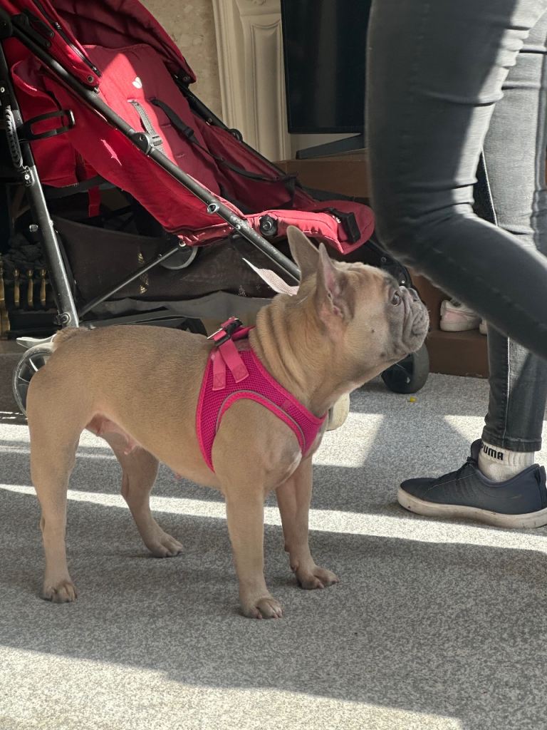 French bulldog female 