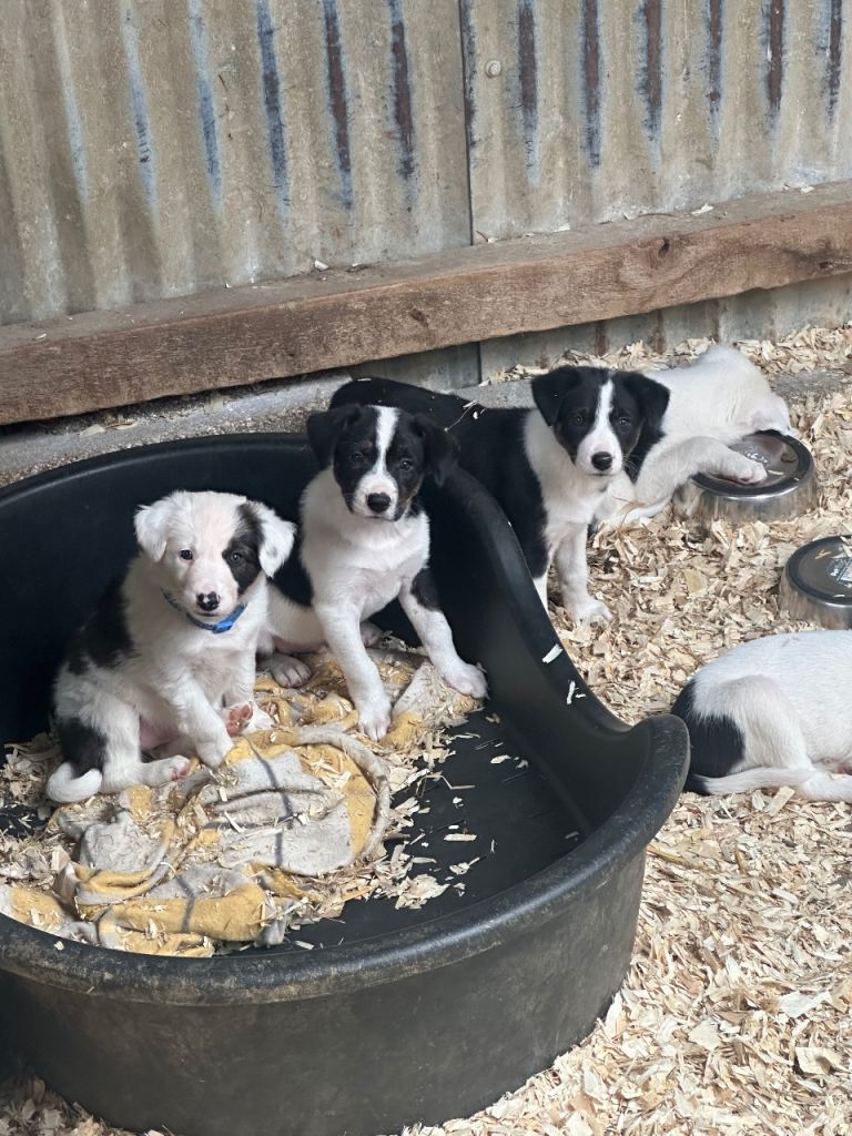 Collie Puppies