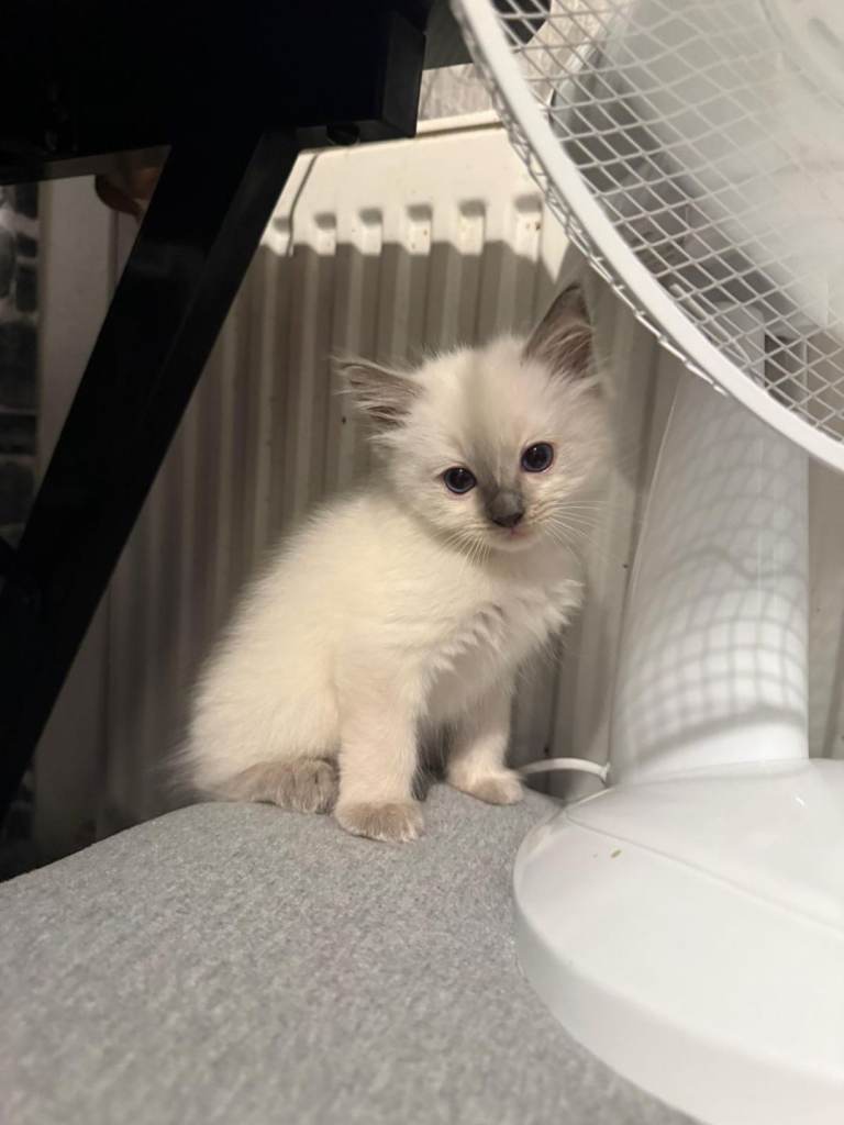 Ragdoll kittens 