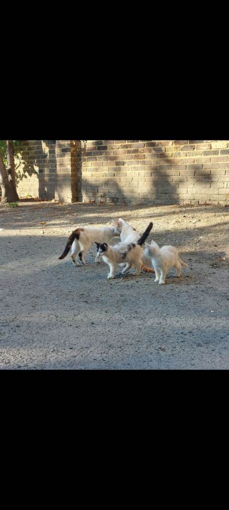 Stray Cat Family Looking for a Loving Home Together