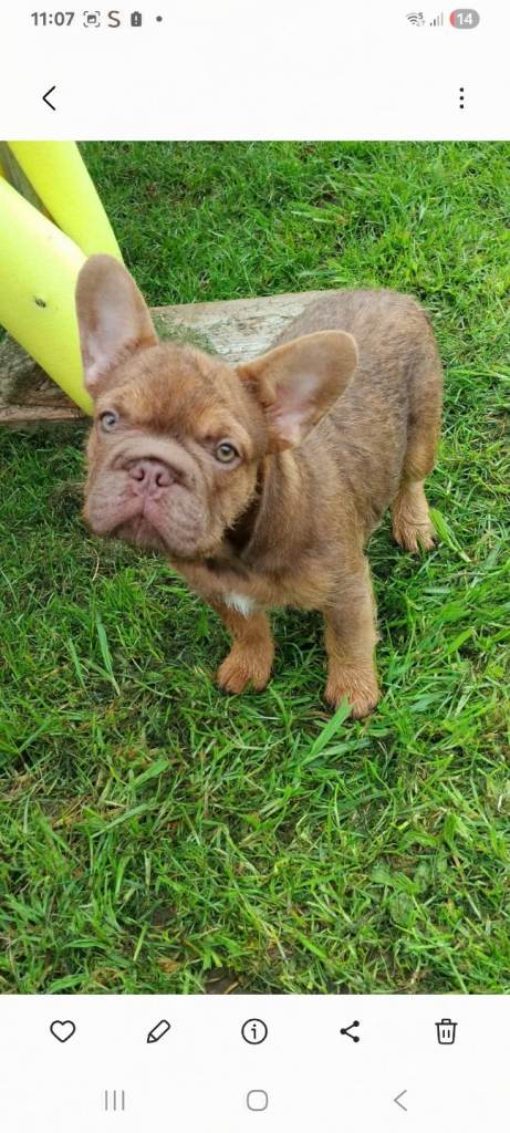 Fawn frenchbulldog girl 