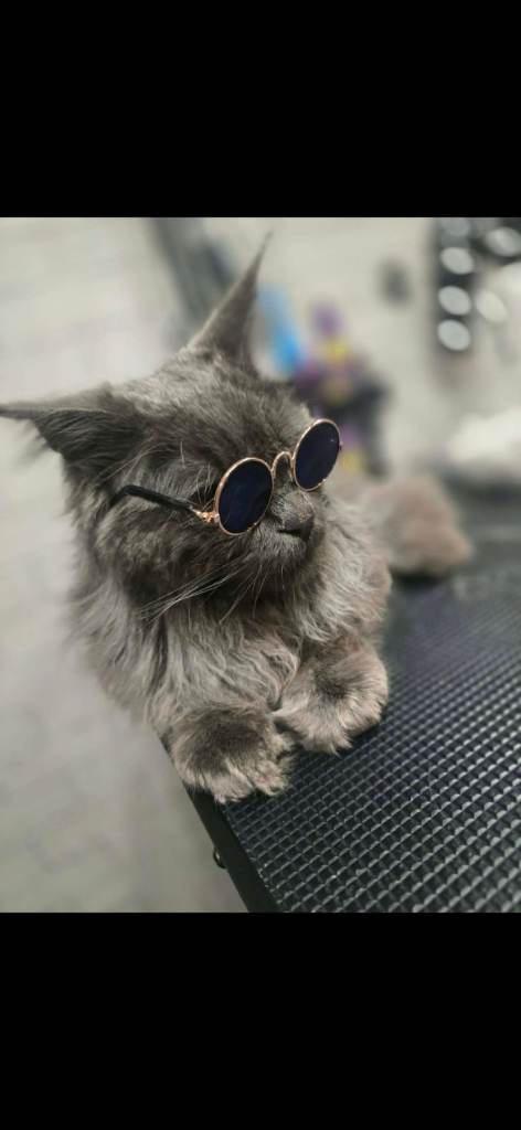 Blue smoke maine coon kittens *2 males left*