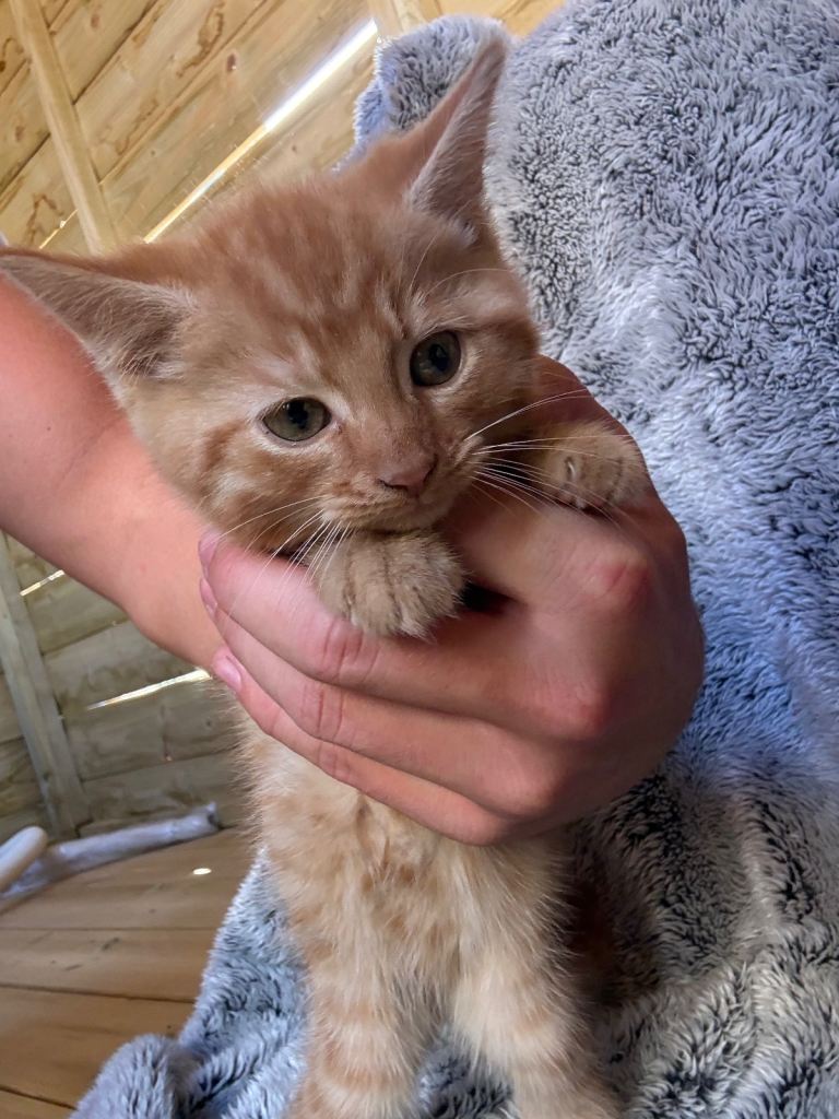 Beautiful kittens available for new homes 