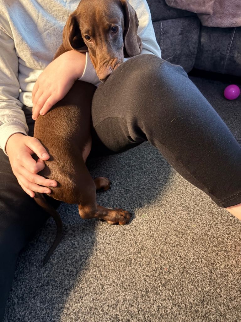 Male dachshund puppy, re listed due to personal issues 